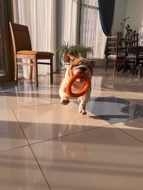 Ração para Cães Sênior (10kg)